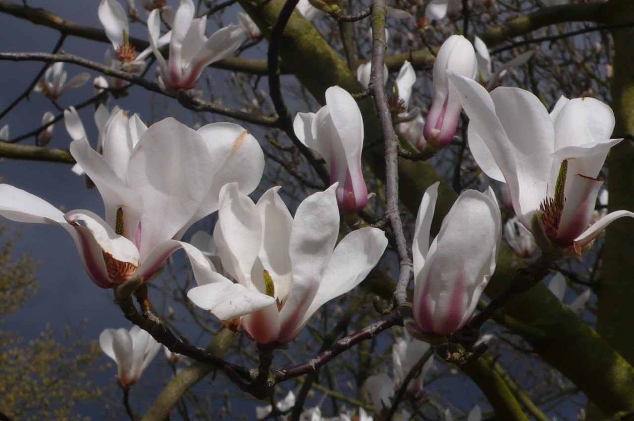 magnolia biondii